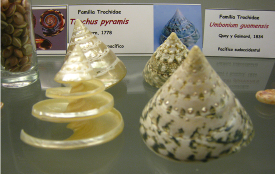 Trochus pyramis, vista total