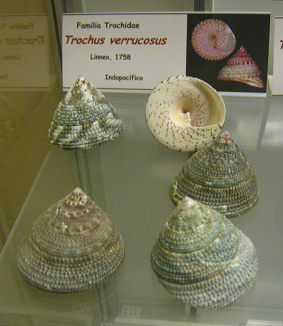 Trochus verrucosus