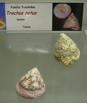 Trochus
                          rotus