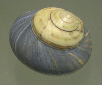Photinula coerulescens coerulescens,
                          Nahaufnahme