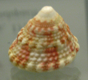 Trochus sacellum rota, Nahaufnahme