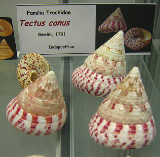 Tectus conus