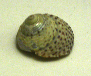 Maurea punctulata, primer plano