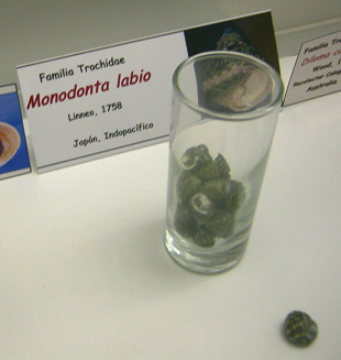 Monodonta labio, placa