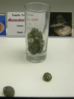 Monodonta labio, Glas