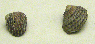 Diloma concamerata, primer plano