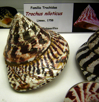 Trochus niloticus, Nahaufnahme
                                  01