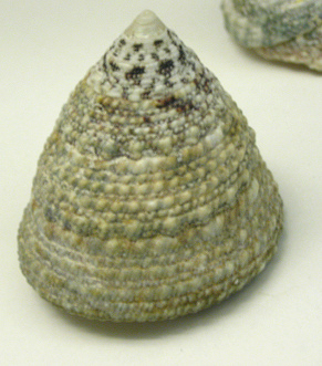 Trochus intextus, Nahaufnahme