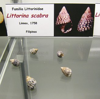 Littorina scabra