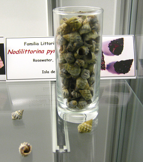 Nodilittorina pyramidalis, vista
                                  total