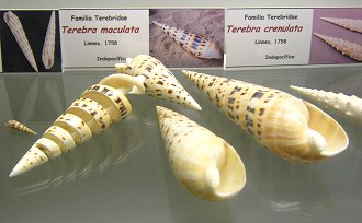 Terebra maculata