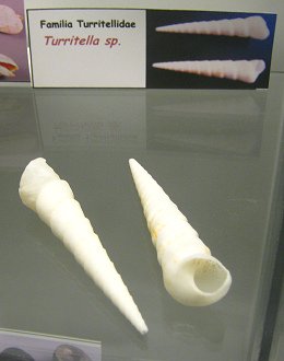 Turritella sp