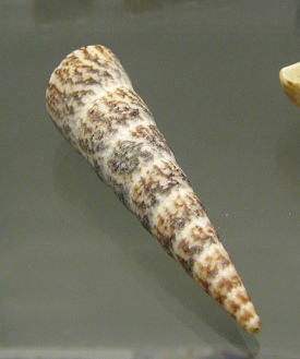 Turritella variegata, Nahaufnahme
                                  01