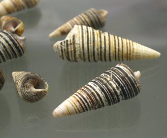 Turritella cingulata, Nahaufnahme
                                  02