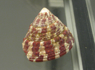 Trochus radiatus, primer plano