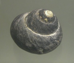 Tegula atra auryomphala, Nahaufnahme