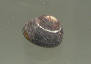 Tegula tridentata, Nahaufnahme