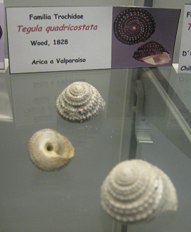 Tegula quadricostata