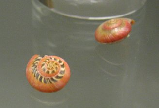 Umbonium vestiarium, Nahaufnahme 01