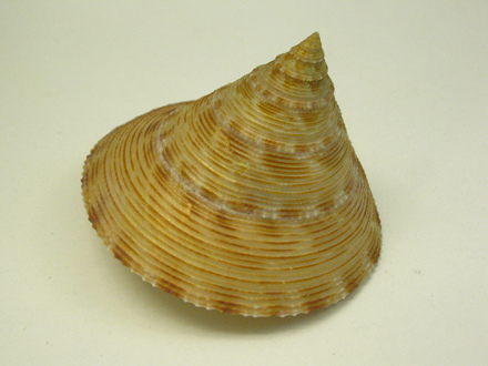 Calliostoma formosense, Nahaufnahme