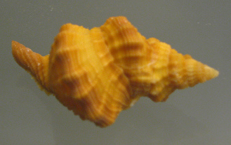 Distorsio cursi, primer plano