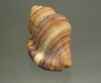 Cymatium mundum, primer plano