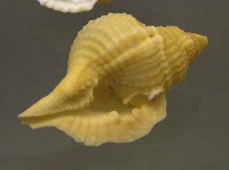 Diostorsio clathrata, primer plano 02