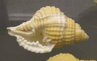 Diostorsio clathrata, primer plano 03