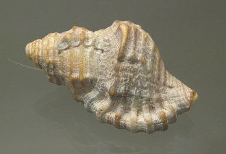 Cymatium muricinum, primer plano
