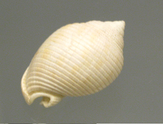 Semicassis bisulcasta diuturna,
                                primer plano 01