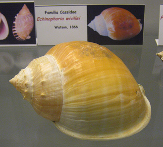 Echinophoria wivillei