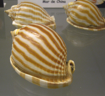 Phalium flammiferum, primer plano