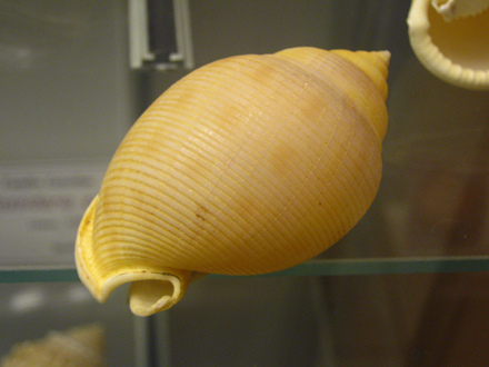 Cassis pilia, primer plano