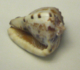 Cassis flammea, primer plano 02