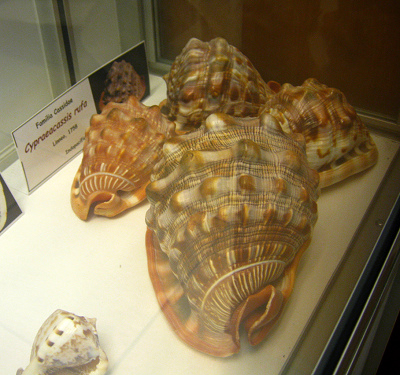 Cypraeacassis rufa, placa