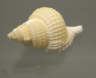 Distorsio reticulata, Nahaufnahme