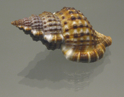 Gyrineum natator, Nahaufnahme01