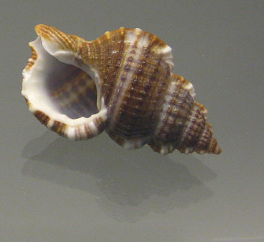 Gyrineum natator, Nahaufnahme02