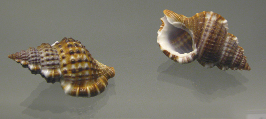 Gyrineum natator, Nahaufnahme03