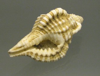 Cymatium nicobaricum, Nahaufnahme