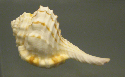 Cymatium guttarium, Nahaufnahme