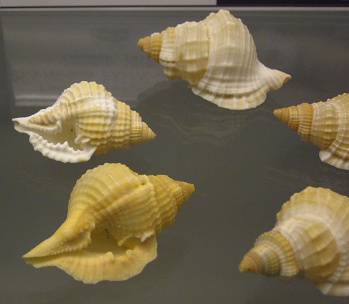 Diostorsio clathrata, Nahaufnahme01