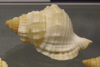 Diostorsio clathrata, Nahaufnahme04