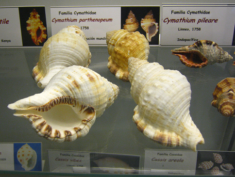 Cabestana parthenopeum, Totale