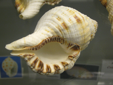 Cabestana parthenopeum, Nahaufnahme