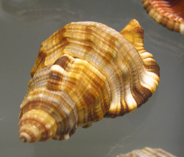 Cymatium pilaere, Nahaufnahme