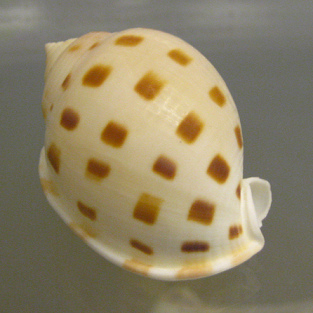 Phalium bisulcatum, Nahaufnahme