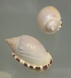 Cassis vibex, Nahaufnahme