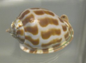 Cassis areola, Nahaufnahme