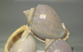 Phalium glaucum, Nahaufnahme01